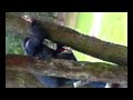 Moonboy Tree Hugger