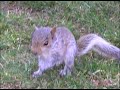 Cute Wild Baby Squirrel Follows Me!