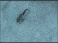 Cute Wild Baby Squirrel Follows Me!