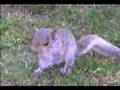 Cute Wild Baby Squirrel Follows Me!