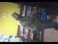 TURBANLI DANSÖZ  ÖNDER  FELAHİYE GENÇLİK  :d
