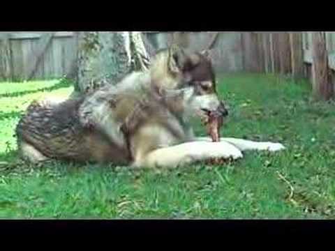 Gray Wolves