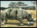 videos de Animal Face Off - Elephant vs. Rhinoceras