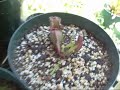 My Carnivorous Plants 5-29-08 My Carnivorous Plants 5-29-08