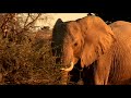 Limpopo Valley horse safaris