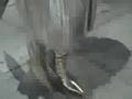 shoe close up fashion week spring 2009 theshoegoddess