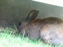 lapins