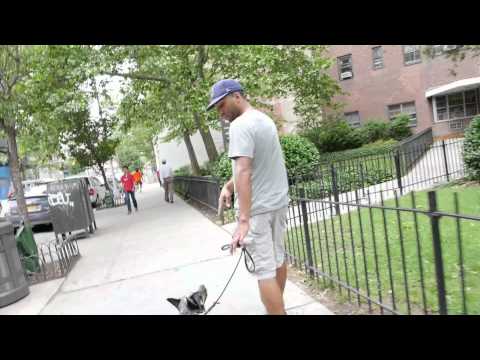how to train blue heelers