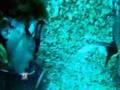 Steve-Irwin-The-Wild