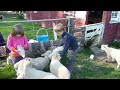 Alice et Tom nourrissent les agneaux en Nouvelle Zelande