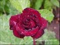 30 roses for you ;)
