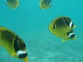 Hawaii - Snorkeling at Kahalu'u Beach Park