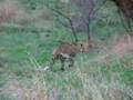 Leopard spotting in Kruger National Park 