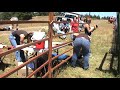 Cow punch'n in the hills of coastal Oregon. Nice, young people tagging, inoculating and branding free range cattle who get to live in a beautiful area free of disease and problems. Tonya brands this one!
