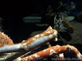 Strange things that live in the sea