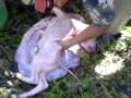 videos de Feto