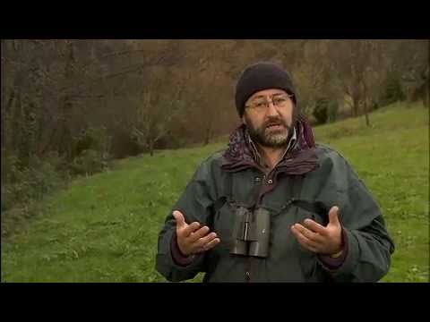Imagen de previsualización de YouTube