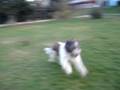 videos de Barac si Dia part 3