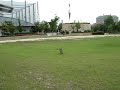 走り去るフレンチブルドッグ-boo