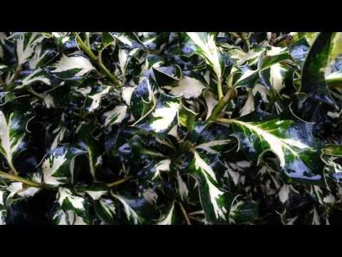 how to grow english holly