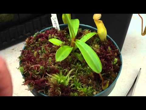 how to fertilize moss