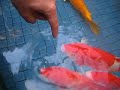 Man-Eating Koi Fish Man-Eating Koi Fish