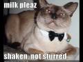 Very Funny Cats 34