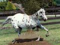 Horses-