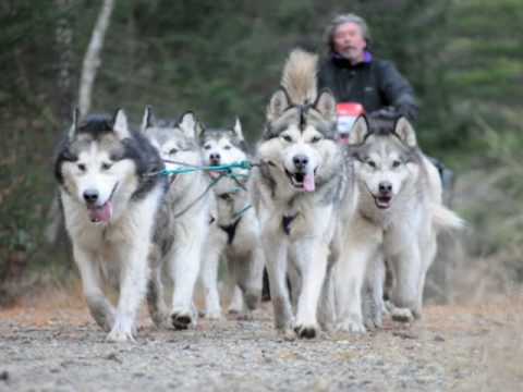 alaskan malamute