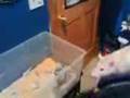 rats
