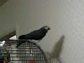 Pidge the Timneh African Grey