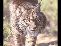 Lince-Ib�rico