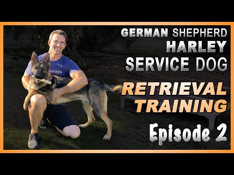 video-linktoworks-First Steps to Teach Your Service Dog a Retrieve.