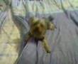 Dipper Yorkie Barking