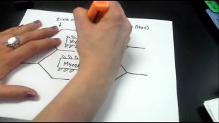 Drawing a sarcomere