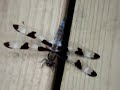 Dragonfly and Crazy Ant