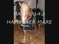 6 yrs 14.2 hh Palomino Haflinger - Yorkshire