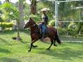 Mangalarga Marchador Horse - Haras K2 SEXO SEX femea
