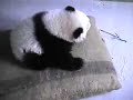 Cute & Cuddly Mei Lan