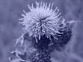 samsung nv100hd photography 3