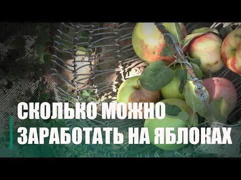 Грошы прама на зямлі. Расказваем, як можна легальна зарабіць асабліва не напружваючыся видео