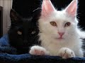 l'angora turc