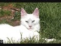 l'angora turc