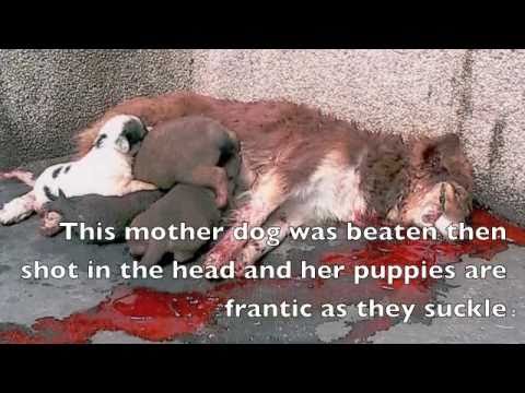 girl slaughter animal