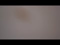 La Muerte del Salamanquesito Parte 5