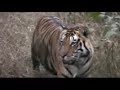 Dominant Male Tiger - Kanha Dominant Male Tiger - Kanha