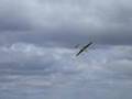 4m Fox at Ivinghoe v2