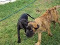 Leon, Congo y Goliat.AVI