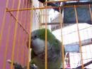 Rickytooooooo - Pájaro atrevido
