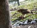 Hawk Eats Squirrel